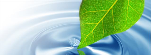 Leaf Touches Water